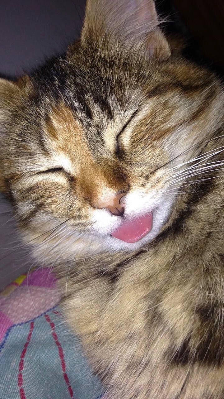 Pumba participe au concours pour gagner de l'argent avec cette photo : carnivore, cat, close_up, comfort, domestic_short_haired_cat, eye, felidae, fur, grass, head, iris, nap, nose, paw, sleep, small_to_medium_sized_cats, snout, terrestrial_animal, whiskers, wildlife