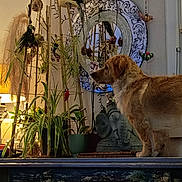 Uguette a rejoint le concours — aidez-le/la à gagner de superbes lots ! dog, golden_dog, pet, animal, standing, fluffy, long_hair, brown_fur, white_fur, indoors, living_room, mantel, houseplants, potted_plants, lamp, mirror, elephant_statue, home_decor, cozy, portrait