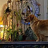 dog, golden_dog, pet, animal, standing, fluffy, long_hair, brown_fur, white_fur, indoors, living_room, mantel, houseplants, potted_plants, lamp, mirror, elephant_statue, home_decor, cozy, portrait
