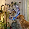 Uguette participe au concours pour gagner de l'argent avec cette photo : dog, apricot_dog, fluffy, curly_coat, standing, indoors, windowsill, window, houseplants, potted_plants, wall_clock, decorative_plate, elephant_statue, home_decor, ornaments, string_lights, natural_light, portrait, side_view, cozy_interior