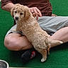 puppy, dog, person, portrait, sitting, lap, curly_fur, fluffy, brown_fur, pet, outdoor, green_rug, blanket, brick, sock, glasses, necklace, casual_clothing, animal, photography