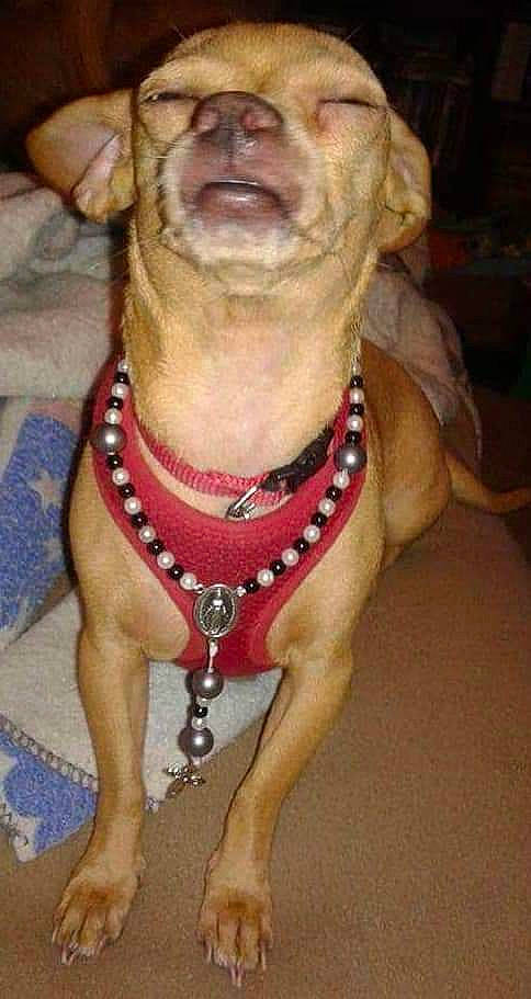 Nappy is registered to the contest to win money with this photo: american_pit_bull_terrier, canidae, carnivore, collar, dog, dog_breed, dog_collar, fawn, mammal, non_sporting_group, pit_bull, rare_breed_dog, snout, sporting_group, vizsla