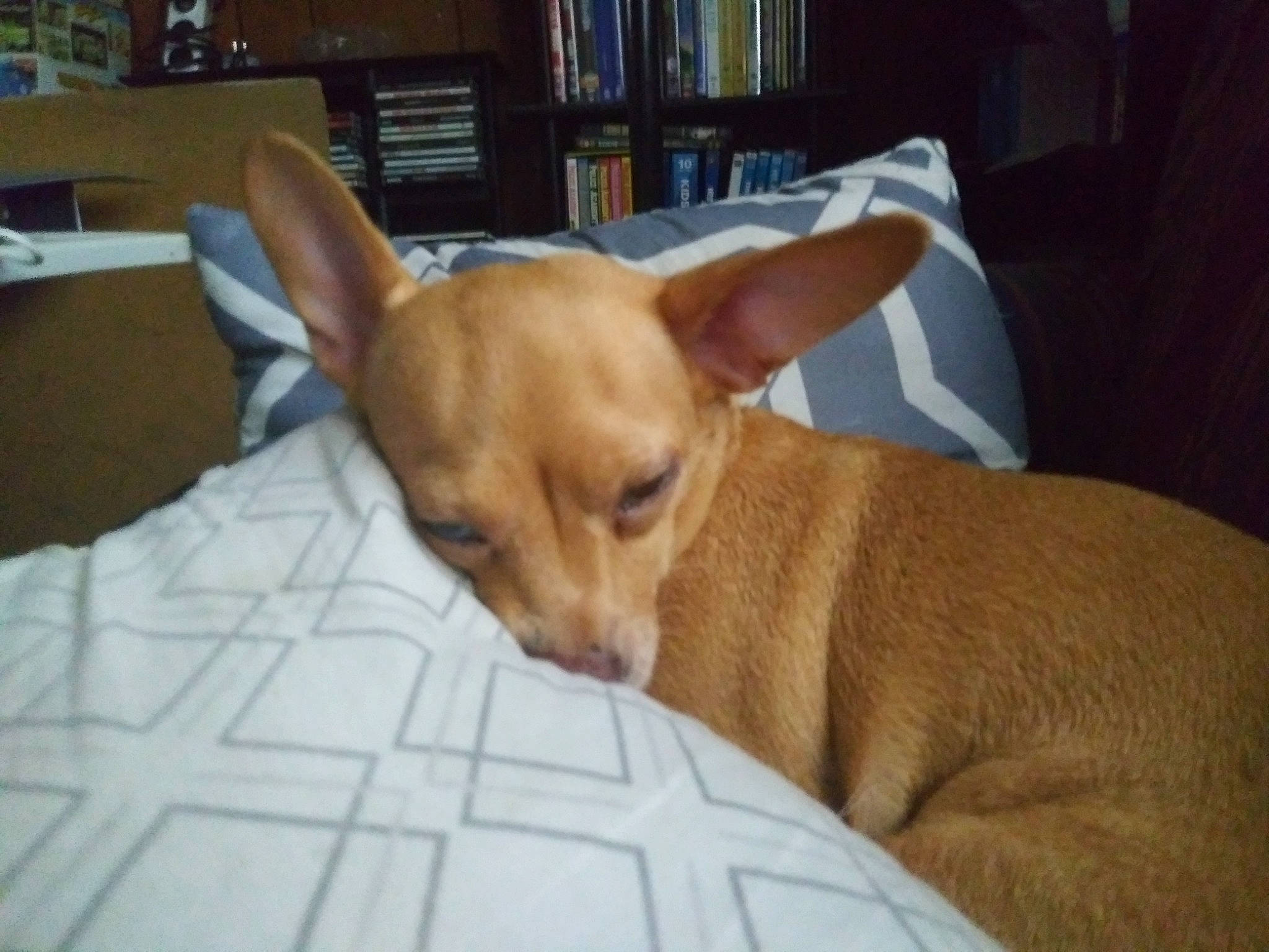 Nappy joined the competition — help win amazing prizes! basenji, canidae, carnivore, carolina_dog, chihuahua, companion_dog, corgi_chihuahua, dog, dog_breed, ear, fawn, mammal, pariah_dog, podenco_canario, portuguese_podengo, puppy, snout, toy_dog, vertebrate, whiskers