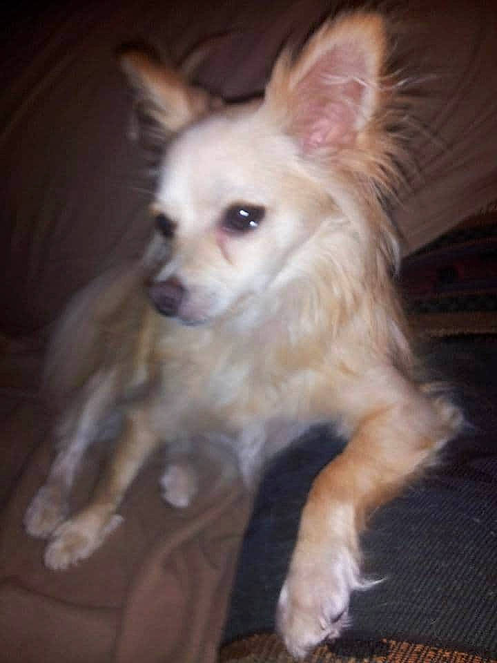 Lucy joined the competition — help win amazing prizes! canidae, carnivore, chihuahua, chinese_crested_dog, companion_dog, dog, dog_breed, ear, fawn, mammal, non_sporting_group, pomeranian, puppy, rare_breed_dog, skin, snout, toy_dog, vertebrate, whiskers