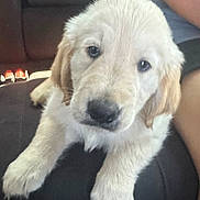 Benji is registered to the contest to win money with this photo: puppy, dog, golden_retriever, car_seat, animal, pet, fur, cute, canine, indoor, closeup, young, mammal, companion, friendship, portrait, face, paw, resting, human_arm