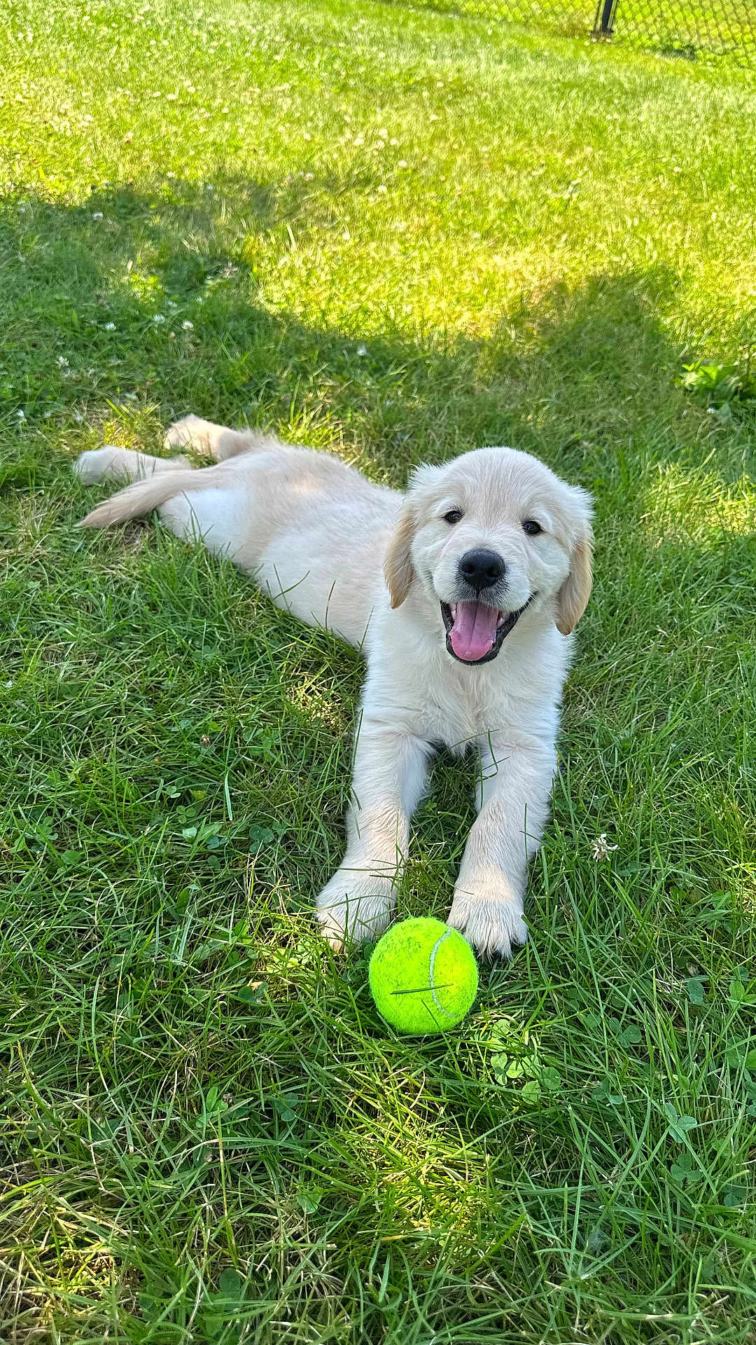Benji