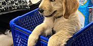 Benji joined the competition — help win amazing prizes! puppy, golden_retriever, dog, shopping_cart, blue, pet_smart, pet_store, pet_supplies, shelves, bedding, blankets, cute, fur, animal, young_dog, indoor, store, pet, crate, relaxed