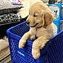 puppy, golden_retriever, dog, shopping_cart, blue, pet_smart, pet_store, pet_supplies, shelves, bedding, blankets, cute, fur, animal, young_dog, indoor, store, pet, crate, relaxed