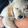 Benji joined the competition — help win amazing prizes! puppy, dog, golden_retriever, sleeping, cute, fluffy, pet, animal, resting, hand, arm, person, indoors, car, seat, fur, closeup, napping, cozy, companion