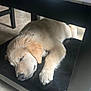 Benji joined the competition — help win amazing prizes! puppy, dog, sleeping, chair, furniture, indoor, floor, black, golden_retriever, pet, cute, cozy, resting, animal, fur, paw, napping, young, calm, home