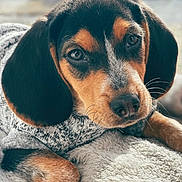 Lando joined the competition — help win amazing prizes! adorable, animal, black, blanket, brown, close_up, cozy, cute, dog, fur, indoor, pet, portrait, puppy, resting, snout, soft_texture, sweater, tan, young_dog