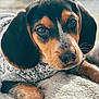 adorable, animal, black, blanket, brown, close_up, cozy, cute, dog, fur, indoor, pet, portrait, puppy, resting, snout, soft_texture, sweater, tan, young_dog