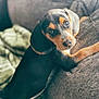 Lando is registered to the contest to win money with this photo: animal, black, brown, canine, couch, cozy, cute, dog, ears, eyes, face, fur, home, indoors, looking, pet, puppy, sofa, soft_light, young