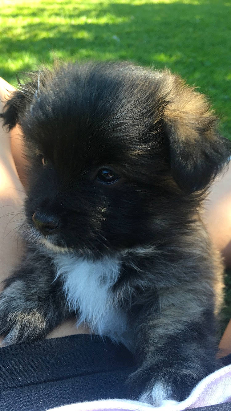 Coda joined the competition — help win amazing prizes! canidae, carnivore, companion_dog, dog, dog_breed, mammal, morkie, non_sporting_group, puppy, rare_breed_dog, schnoodle, snout, sporting_group, vertebrate