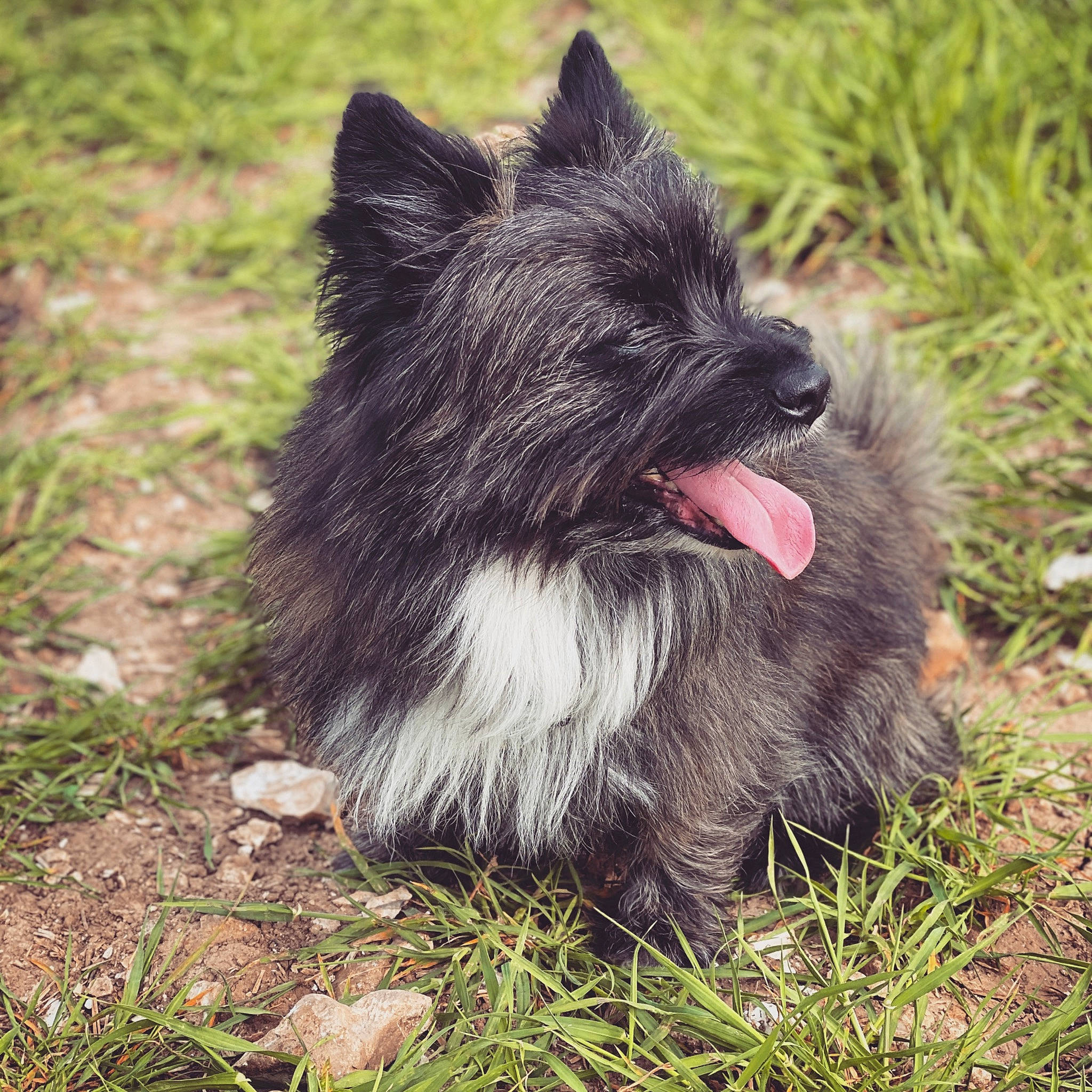 Coda joined the competition — help win amazing prizes! bouvier_des_ardennes, cairn_terrier, canidae, carnivore, dog, dog_breed, mammal, norwich_terrier, schipperke, terrier, vertebrate