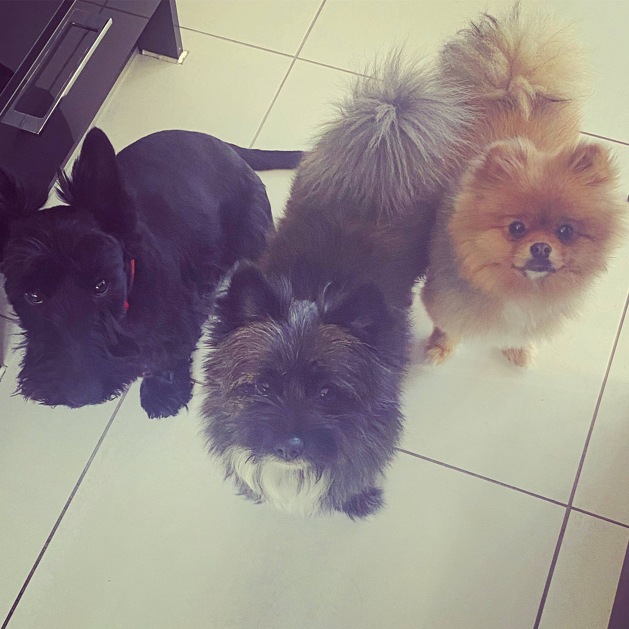 Coda is registered to the contest to win money with this photo: affenpinscher, bolonka, cairn_terrier, canidae, carnivore, chinese_imperial_dog, companion_dog, dog, dog_breed, lhasa_apso, mammal, morkie, non_sporting_group, pomeranian, puppy, schnoodle, shih_tzu, spitz, toy_dog