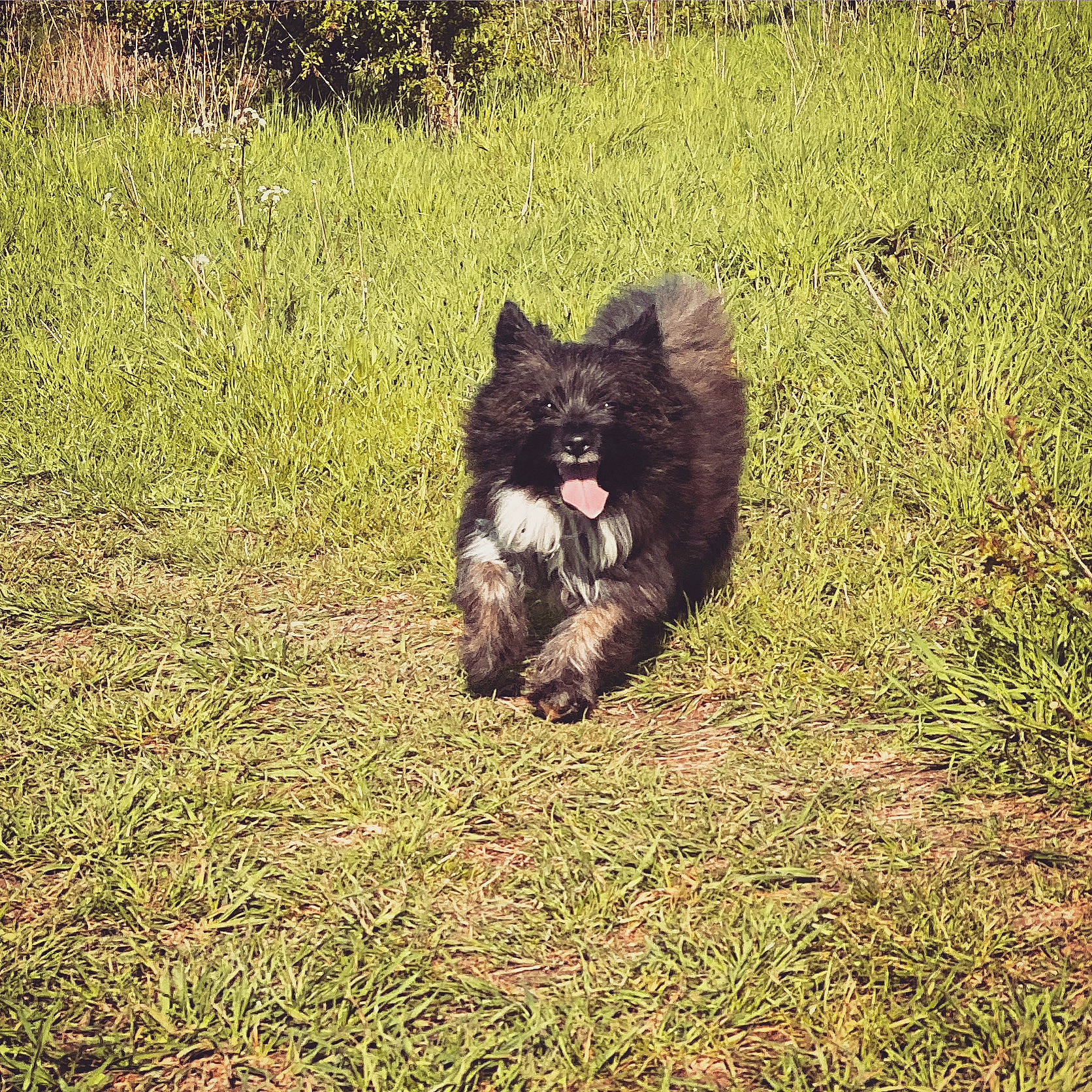 Coda is registered to the contest to win money with this photo: canidae, carnivore, dog, dog_breed, finnish_lapphund, grass, herding_dog, mammal, non_sporting_group, puppy, sporting_group, swedish_lapphund, terrier, vertebrate