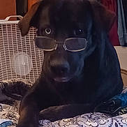 Brewzer joined the competition — help win amazing prizes! dog, black_dog, glasses, bed, blanket, fan, indoor, pet, animal, resting, lying_down, furniture, clothing, pattern, room, cozy, cute, portrait, domestic, companion