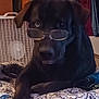 dog, black_dog, glasses, bed, blanket, fan, indoor, pet, animal, resting, lying_down, furniture, clothing, pattern, room, cozy, cute, portrait, domestic, companion