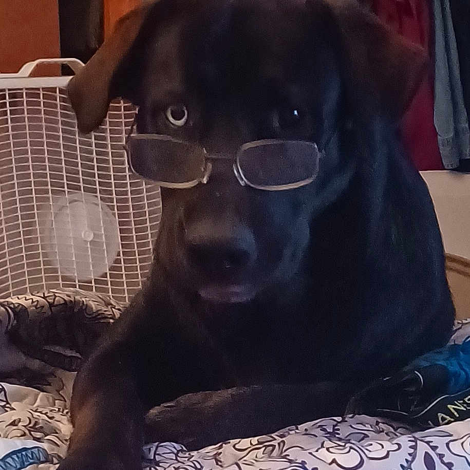 Brewzer joined the competition — help win amazing prizes! animal, bed, black_dog, blanket, clothing, companion, cozy, cute, dog, domestic, fan, furniture, glasses, indoor, lying_down, pattern, pet, portrait, resting, room