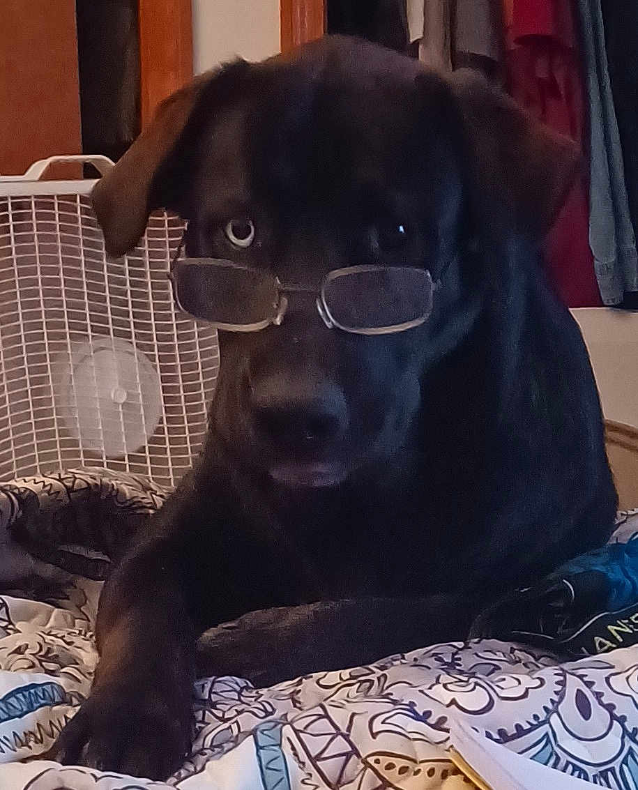 Brewzer joined the competition — help win amazing prizes! dog, black_dog, glasses, bed, blanket, fan, indoor, pet, animal, resting, lying_down, furniture, clothing, pattern, room, cozy, cute, portrait, domestic, companion