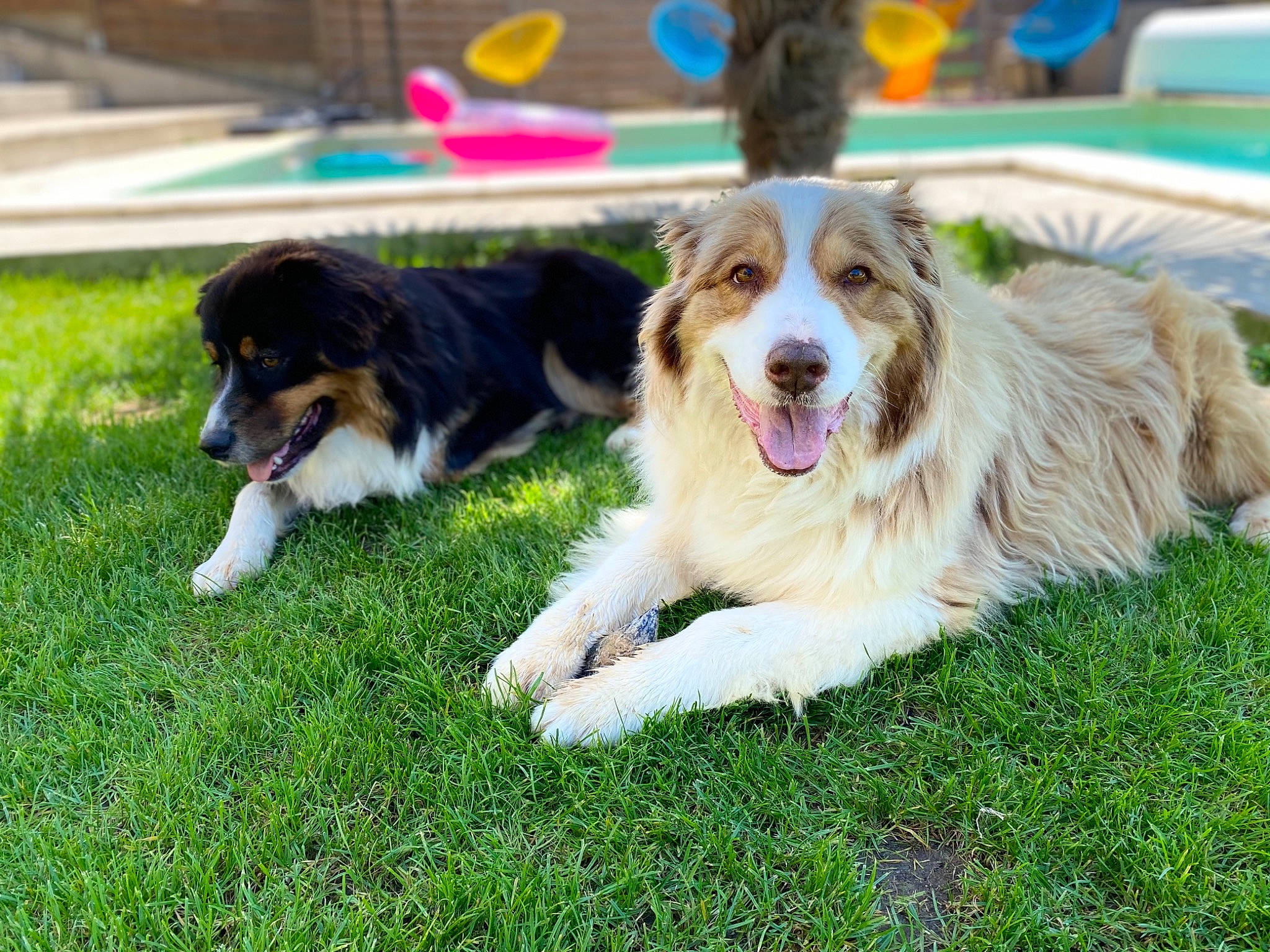 Iska a rejoint le concours — aidez-le/la à gagner de superbes lots ! australian_shepherd, biting, border_collie, canidae, carnivore, companion_dog, dog, dog_breed, fang, grass, gun_dog, herding_dog, plant, recreation, snout, sporting_group, working_dog