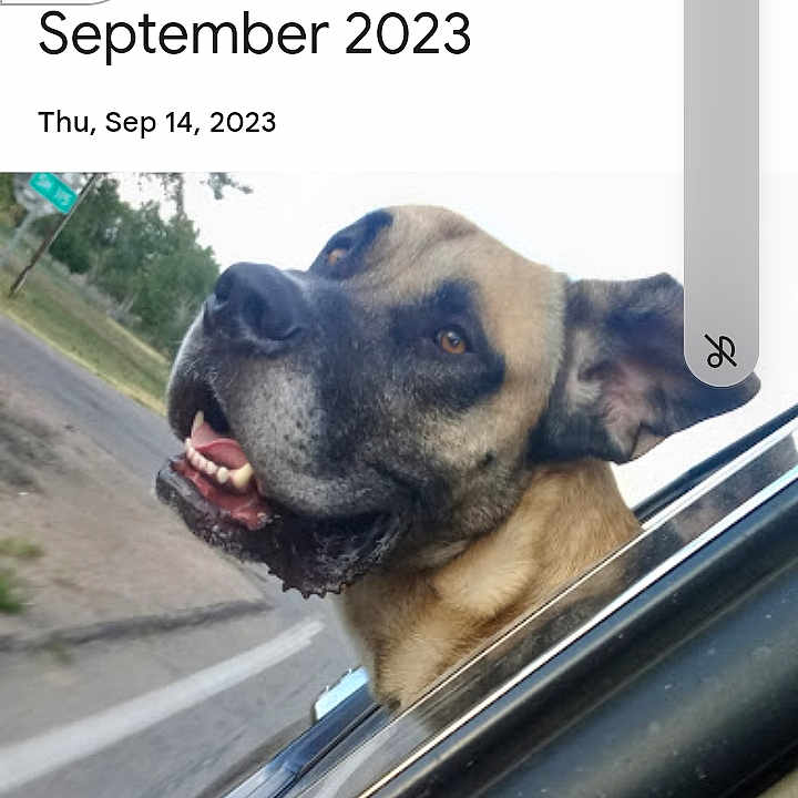 Marmaduke joined the competition — help win amazing prizes! accessories, animal, belt, boxer, bulldog, canine, dog, face, germanshepherd, hound, labradorretriever, pet, photography, pitbull, policedog, pug, puppy, snout, symbol, text