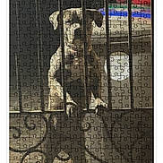 Lady is registered to the contest to win money with this photo: advertisement, animal, animal_portrait, bars, brown_dog, button, cage, commerce, dog, fence, jigsaw_puzzle, online_store, pet, price, product, puzzle, reviews, shopping, text, website