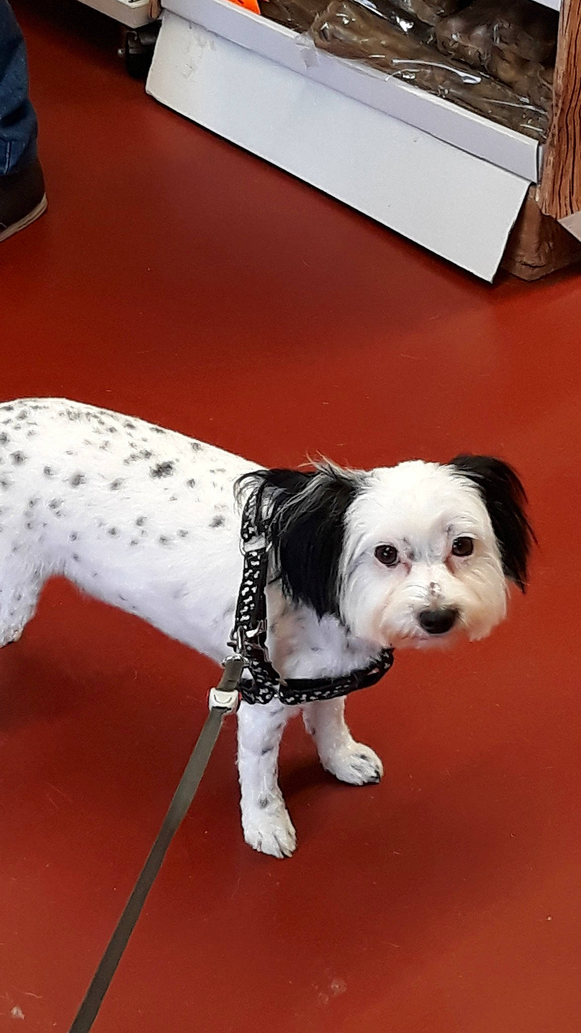 Plume a rejoint le concours — aidez-le/la à gagner de superbes lots ! canidae, carnivore, cavachon, cavapoo, companion_dog, dog, dog_breed, havanese, kyi_leo, lhasa_apso, lowchen, maltese, mammal, non_sporting_group, person, petit_basset_griffon_vendeen, puppy, rare_breed_dog, shih_tzu, sporting_group