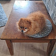 Lulu a rejoint le concours — aidez-le/la à gagner de superbes lots ! dog, pomeranian, pet, wooden_table, cushion, fluffy, fur, small_dog, indoor, hardwood_floor, rug, cozy, looking_up, dark_eyes, black_nose, round_shape, table_leg, wallpaper, patterned_cushion, portrait