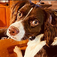 Rosie is registered to the contest to win money with this photo: alert, brown_and_white, close_up, collar, cute, dog, eyes, face, floppy_ears, fur, home, indoor, long_hair, nose, pet, portrait, puppy, warm_lighting, whiskers, white_blaze
