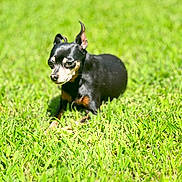 Mia Jane joined the competition — help win amazing prizes! alert, animal, black_and_tan, canine, centered_subject, dog, garden, grass, greenery, lawn, nature, outdoor, pet, photography, portrait, short_hair, sitting, small_dog, standing_ears, sunlight