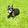 alert, animal, black_and_tan, canine, centered_subject, dog, garden, grass, greenery, lawn, nature, outdoor, pet, photography, portrait, short_hair, sitting, small_dog, standing_ears, sunlight