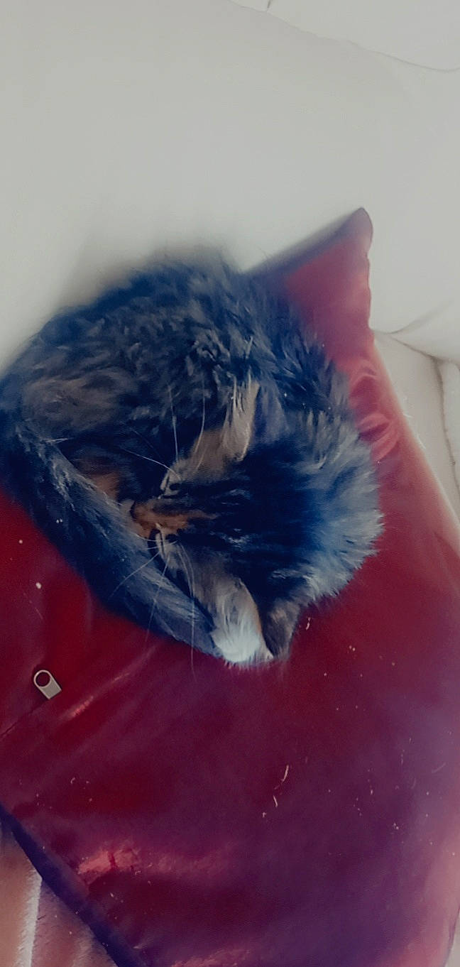 Bounty participe au concours pour gagner de l'argent avec cette photo : carnivore, cat, cloud, comfort, companion_dog, dog_breed, electric_blue, feather, felidae, fur, gesture, human_leg, paw, small_to_medium_sized_cats, snout, tail, tints_and_shades, whiskers, window, wing