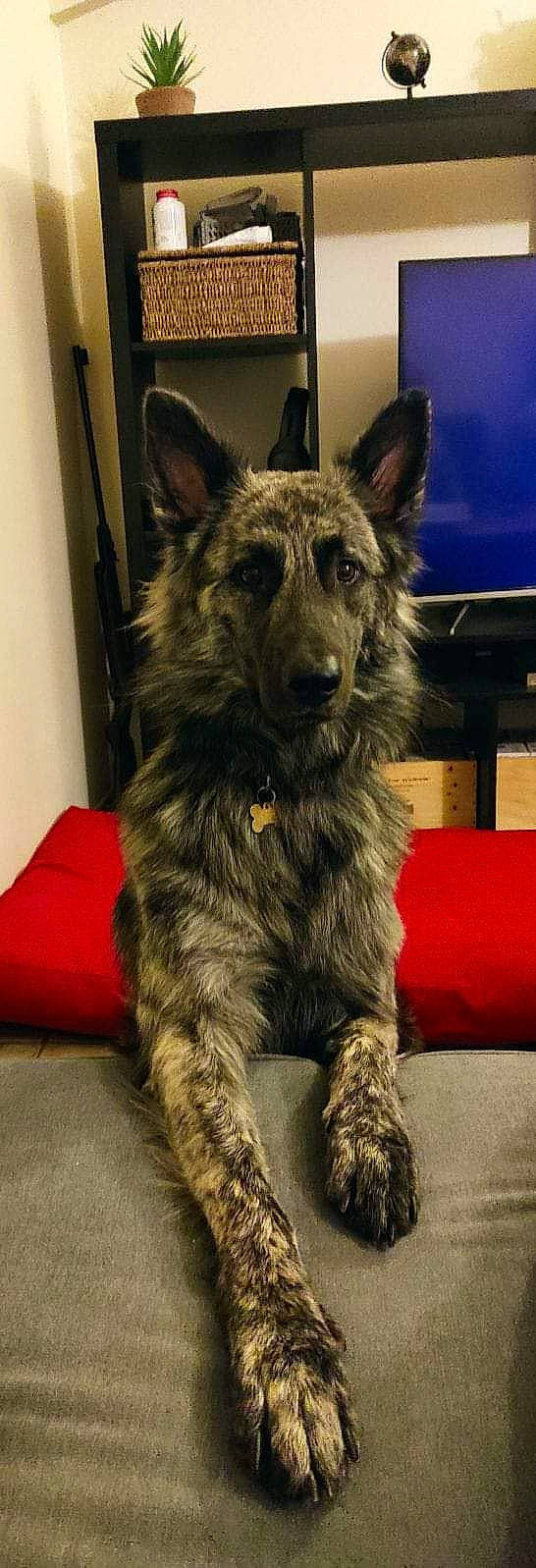 Titi a rejoint le concours — aidez-le/la à gagner de superbes lots ! canidae, carnivore, companion_dog, dog, dog_breed, fur, giant_dog_breed, herding_dog, king_shepherd, snout, sporting_group, terrestrial_animal, whiskers, working_animal, working_dog