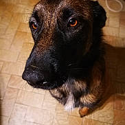 Tookane a rejoint le concours — aidez-le/la à gagner de superbes lots ! dog, pet, animal, close_up, floor, indoor, canine, brown, black, fur, portrait, looking_up, tile_floor, domestic_animal, mammal, companion, cute, eyes, face, indoor_lighting