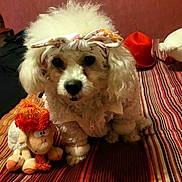 Rosa a rejoint le concours — aidez-le/la à gagner de superbes lots ! animal, bed, bedroom, bow, costume, curly_fur, cute, dog, floral_bow, fluffy, indoors, pet, plush_toy, portrait, puppy, red_hat, sitting, striped_bedding, stuffed_toy, white_dog