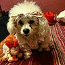 animal, bed, bedroom, bow, costume, curly_fur, cute, dog, floral_bow, fluffy, indoors, pet, plush_toy, portrait, puppy, red_hat, sitting, striped_bedding, stuffed_toy, white_dog