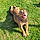 Romy