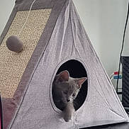 Nala participe au concours pour gagner de l'argent avec cette photo : kitten, cat, cat_tent, pet, gray_cat, indoor, furniture, toy, pom_pom, curious, paw, triangle, cozy, cute, animal, pet_accessory, playful, resting, looking_out, home