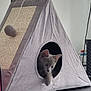 kitten, cat, cat_tent, pet, gray_cat, indoor, furniture, toy, pom_pom, curious, paw, triangle, cozy, cute, animal, pet_accessory, playful, resting, looking_out, home