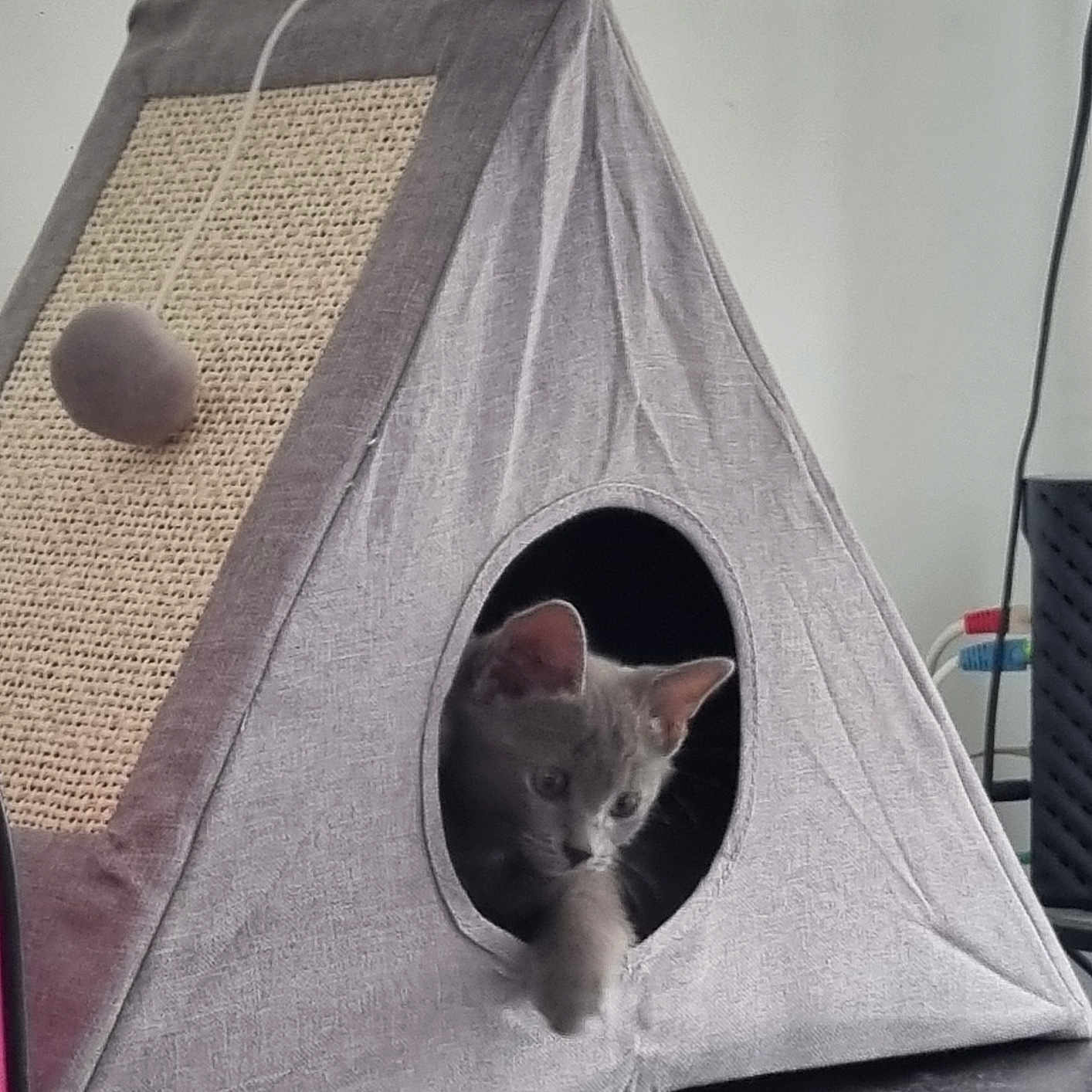 Nala
