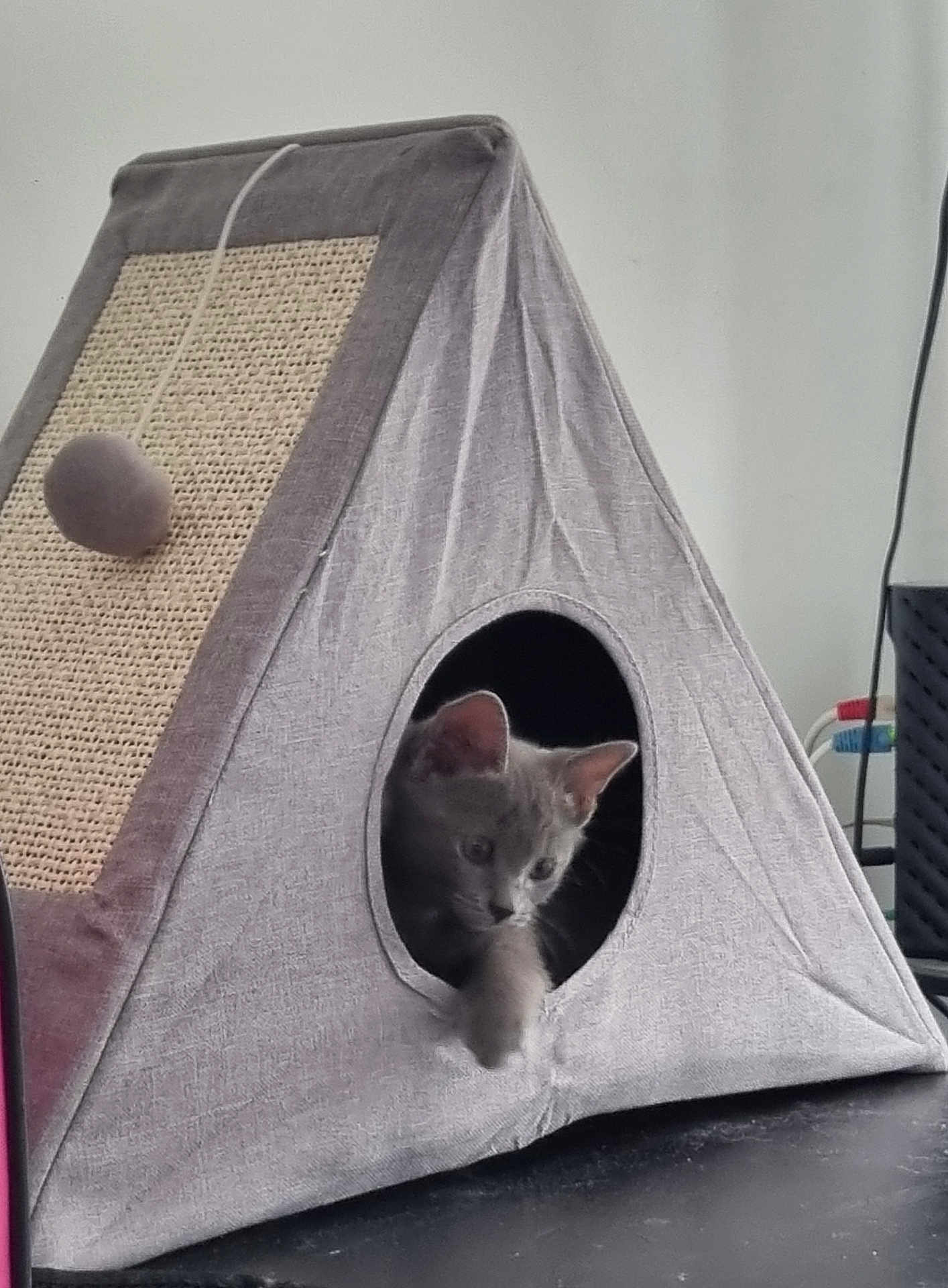Nala participe au concours pour gagner de l'argent avec cette photo : kitten, cat, cat_tent, pet, gray_cat, indoor, furniture, toy, pom_pom, curious, paw, triangle, cozy, cute, animal, pet_accessory, playful, resting, looking_out, home