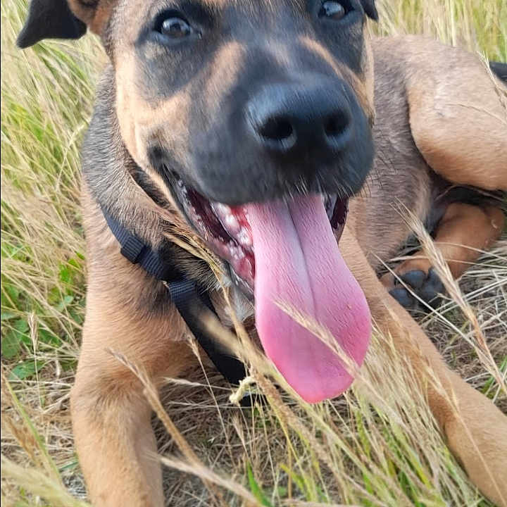 Uzy participe au concours pour gagner de l'argent avec cette photo : animal, bodypart, boxer, bulldog, canine, dog, field, germanshepherd, grass, grassland, hound, mouth, nature, outdoors, person, pet, photography, plant, puppy, tongue