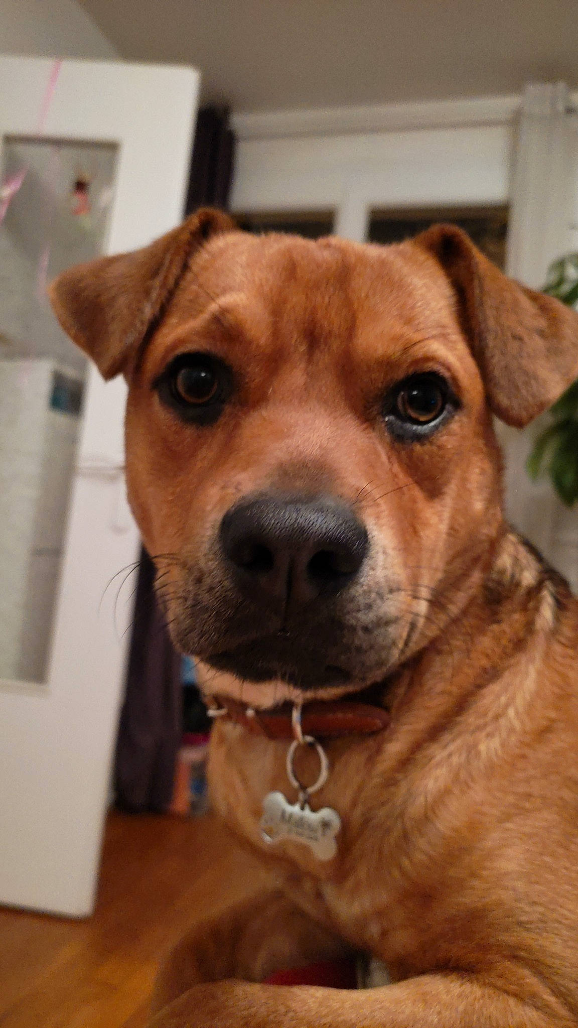 Mallow participe au concours pour gagner de l'argent avec cette photo : canidae, carnivore, collar, companion_dog, dog, dog_breed, dog_collar, fawn, fur, liver, non_sporting_group, pet_supply, plant, snout, sporting_group, wall_plate, whiskers, working_animal, working_dog