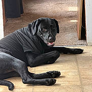 Angel is registered to the contest to win money with this photo: dog, black_dog, pet, animal, canine, lying_down, indoor, tile_floor, doorway, hallway, black_fur, shirt, clothing, paws, tail, floppy_ears, open_mouth, smiling, portrait, home