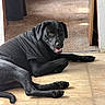 dog, black_dog, pet, animal, canine, lying_down, indoor, tile_floor, doorway, hallway, black_fur, shirt, clothing, paws, tail, floppy_ears, open_mouth, smiling, portrait, home
