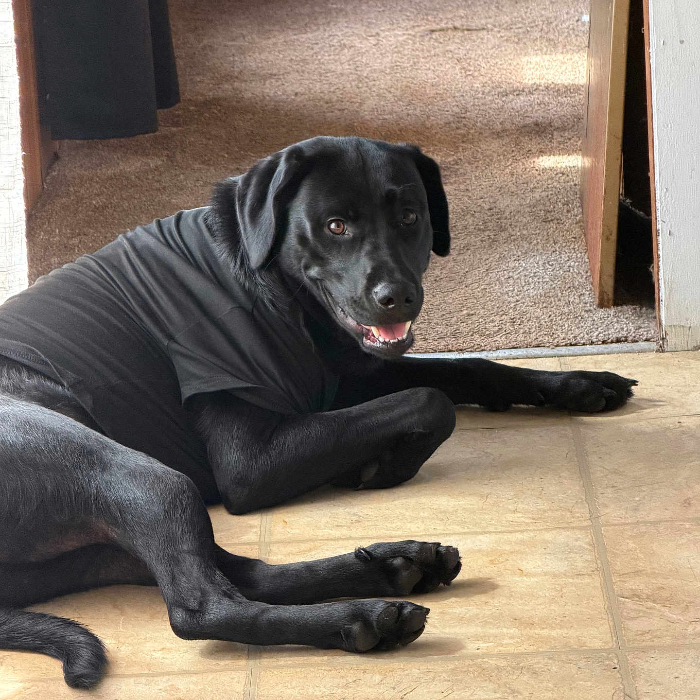 Angel is registered to the contest to win money with this photo: dog, black_dog, pet, animal, canine, lying_down, indoor, tile_floor, doorway, hallway, black_fur, shirt, clothing, paws, tail, floppy_ears, open_mouth, smiling, portrait, home