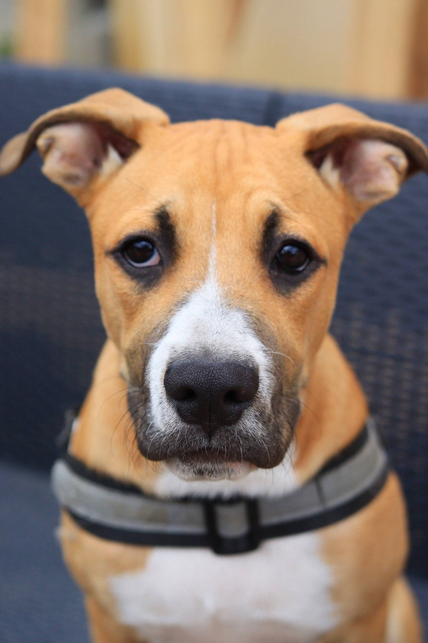 Tyko a rejoint le concours — aidez-le/la à gagner de superbes lots ! ancient_dog_breeds, canidae, carnivore, collar, companion_dog, dog, dog_breed, dog_collar, dog_supply, fawn, fur, head, irishjacks, non_sporting_group, snout, sporting_group, terrestrial_animal, terrier, whiskers, working_animal