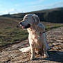 Paco participe au concours pour gagner de l'argent avec cette photo : dog, golden_retriever, outdoor, sunlight, rocky_path, nature, animal, pet, sitting, fur, canine, daylight, sky, landscape, tongue_out, mammal, happy, quiet, scenic, leisure